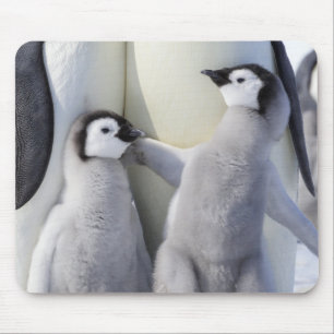 コウテイペンギンのひよこ マウスパッド