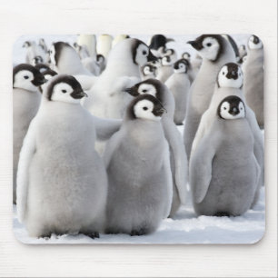 コウテイペンギンのひよこ マウスパッド