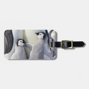 コウテイペンギンのひよこ ラゲッジタグ