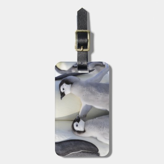 コウテイペンギンのひよこ ラゲッジタグ (正面縦)