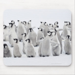 コウテイペンギンのグループ マウスパッド