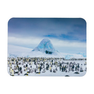 コウテイペンギンのコロニー マグネット