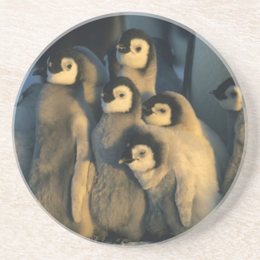 コウテイペンギンの雛 子育て集団 Aptenodytes コースター (正面)