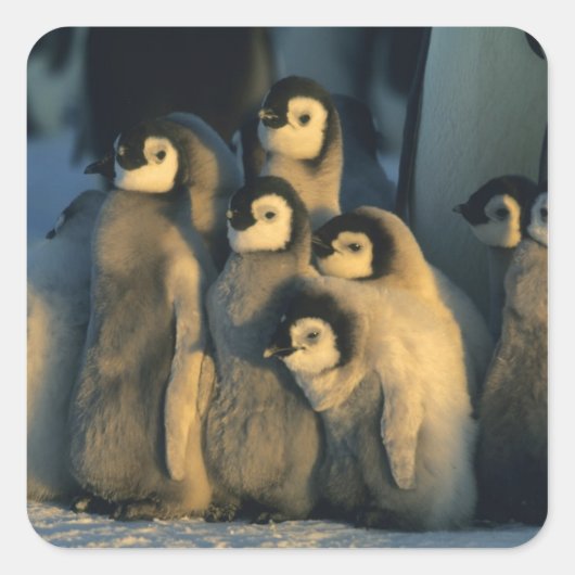 コウテイペンギンの雛 子育て集団 Aptenodytes スクエアシール (正面)