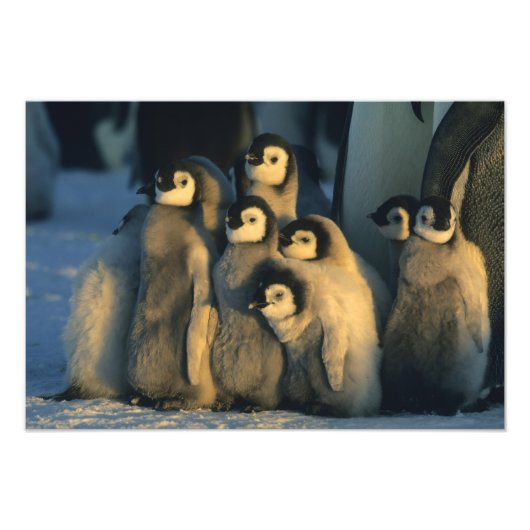 コウテイペンギンの雛 子育て集団 Aptenodytes フォトプリント (正面)