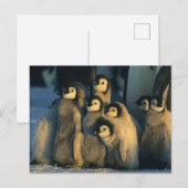 コウテイペンギンの雛 子育て集団 Aptenodytes ポストカード (正面/裏面)