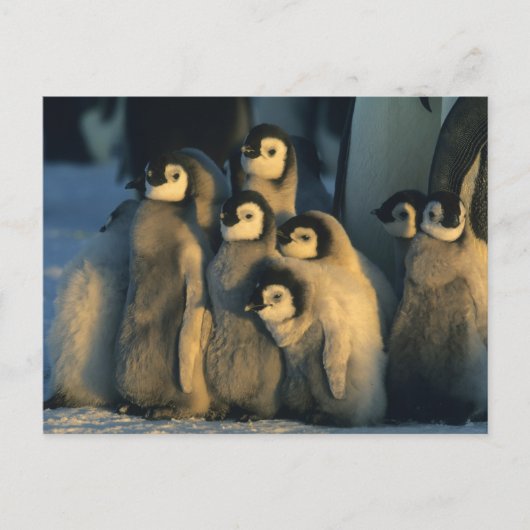 コウテイペンギンの雛 子育て集団 Aptenodytes ポストカード (正面)