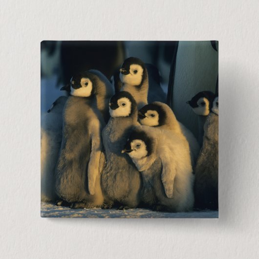 コウテイペンギンの雛 子育て集団 Aptenodytes 缶バッジ (正面)