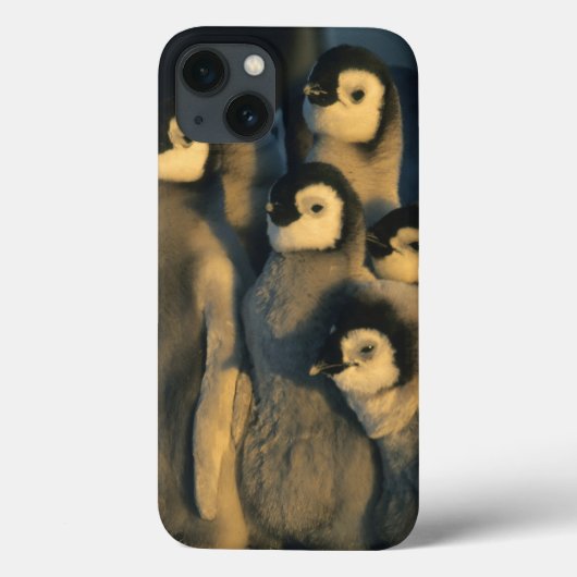 コウテイペンギンの雛 子育て集団 Aptenodytes Case-Mate iPhoneケース (裏面)