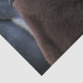 コウテイペンギンティッシュペーパー 薄葉紙 (詳細)