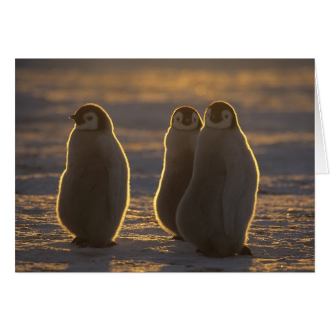 コウテイペンギン (正面横)