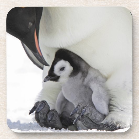 コウテイペンギン|の雪の丘の島 コースター (正面)