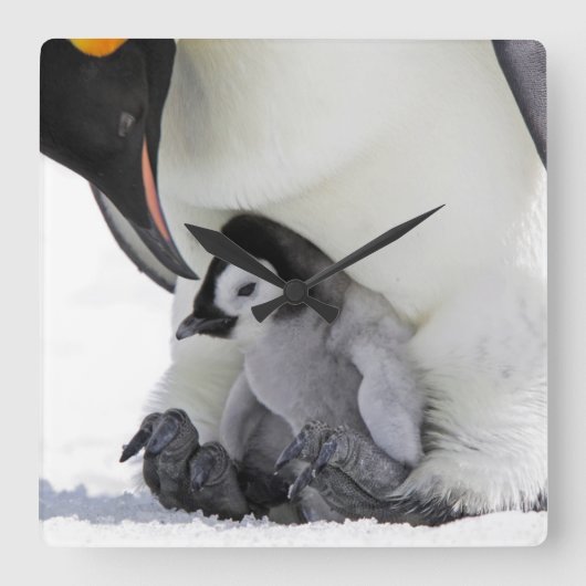 コウテイペンギン|の雪の丘の島 スクエア壁時計 (正面)