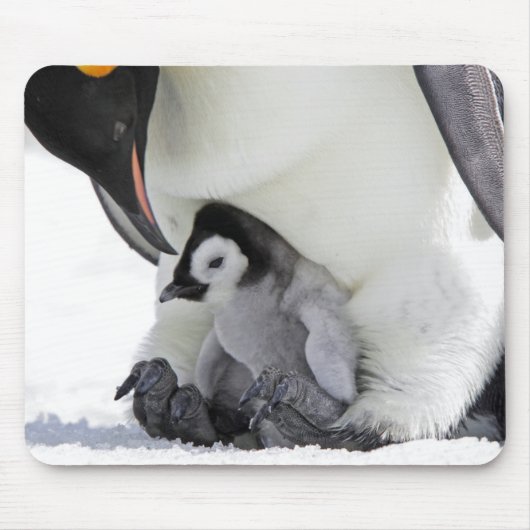 コウテイペンギン|の雪の丘の島 マウスパッド (正面)