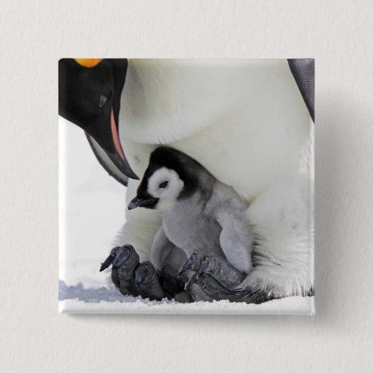 コウテイペンギン|の雪の丘の島 缶バッジ (正面)