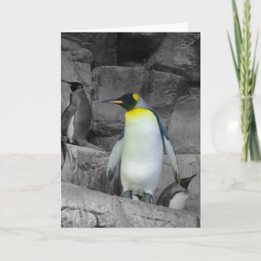 コウテイペンギン カード (正面)