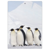 コウテイペンギン クリップボード (裏面)