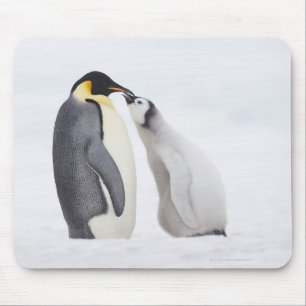 コウテイペンギン(コウテイペンギン属のforsteri)、ひよこ マウスパッド
