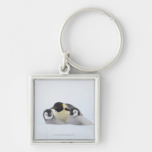コウテイペンギン(コウテイペンギン属のforsteri) 2 キーホルダー (正面)