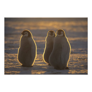 コウテイペンギン フォトプリント
