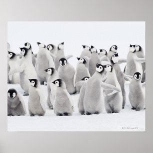 コウテイペンギン ポスター
