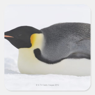 コウテイペンギン、雪の丘の島、Weddellの海、 スクエアシール