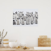 コウテイペンギン(Aptenodytes forsteri)、グループ ポスター (キッチン)