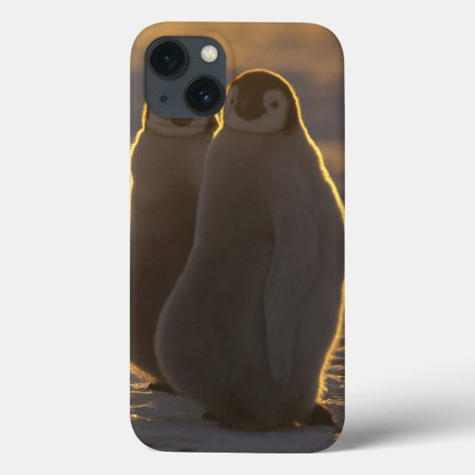 コウテイペンギン Case-Mate iPhoneケース (裏面)