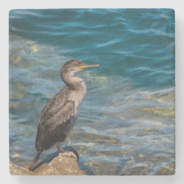 コウテンチョウが岩上に ストーンコースター