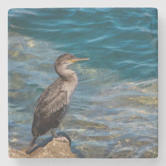 コウテンチョウが岩上に ストーンコースター (正面)