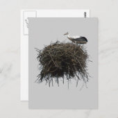 コウテンチョウの巣 ポストカード (正面/裏面)