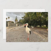 コウノトリのポートレート シーズンカード (正面/裏面)