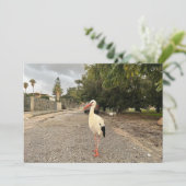 コウノトリのポートレート シーズンカード (スタンド正面)