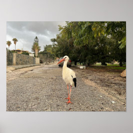 コウノトリのポートレート ポスター