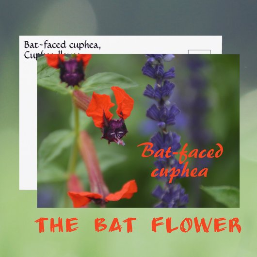 コウモリのような顔のクフェアの花の植物写真 ポストカード