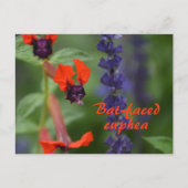 コウモリのような顔のクフェアの花の植物写真 ポストカード (正面)