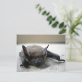 コウモリ（Myotis lucifugus） ポストカード (スタンド正面)