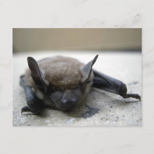 コウモリ（Myotis lucifugus） ポストカード (正面)