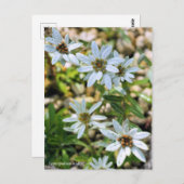 コウライウスユキソウ(高麗薄雪草):はがき ポストカード (正面/裏面)