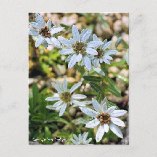 コウライウスユキソウ(高麗薄雪草):はがき ポストカード (正面)
