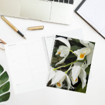 コエロジンモーレアナオーキッド開花フローラ