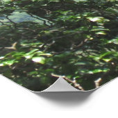 コオラウ山脈とコアの木 ポスター (角)