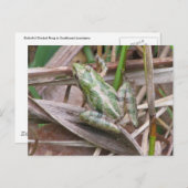 コオロギカラフルガエル ポストカード (正面/裏面)