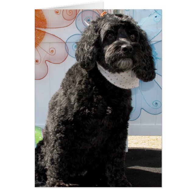 コオロギ-コッカーのプードル-4 (正面)