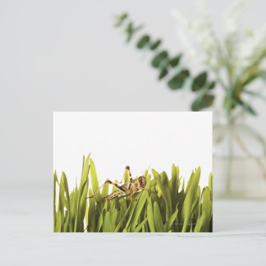 コオロギ ポストカード (スタンド正面)