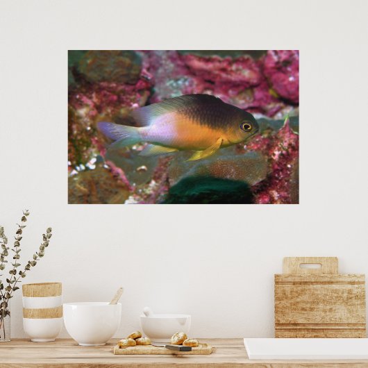 コカオ・ダモトリー ポスター (キッチン)