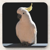 コカトゥーアットサンディアルアパートメンツコースター コースター (正面)