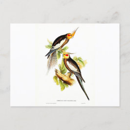 コカトゥーパラケート ポストカード