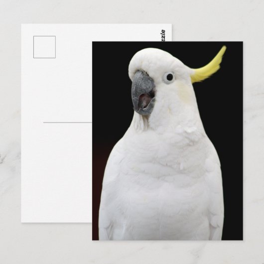 コカトー ポストカード (正面/裏面)