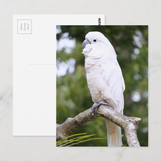 コカトー ポストカード (正面/裏面)